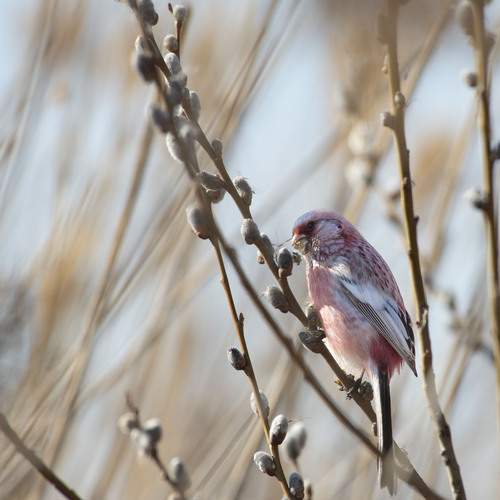 Photo #13264410