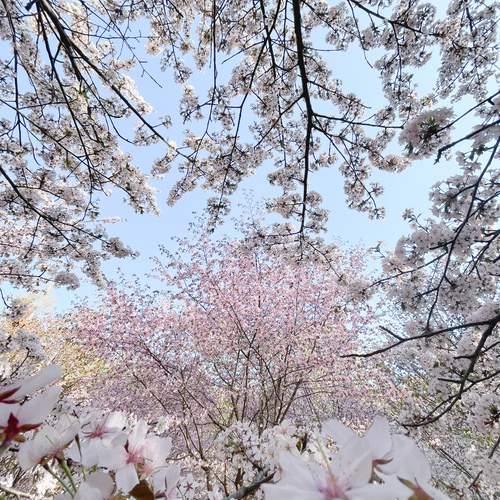 Photo #13264594