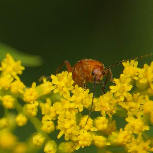 Photo #13264663