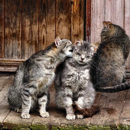 Photo #13264940