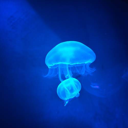 Photo #13265019