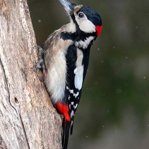 Photo #13265794