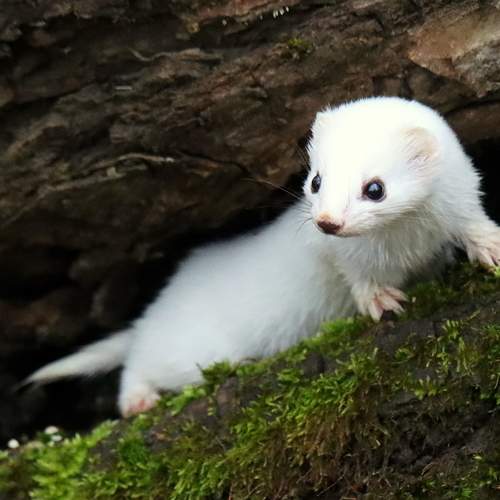 Photo #13266170
