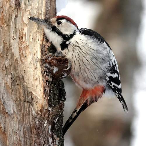 Photo #13266240