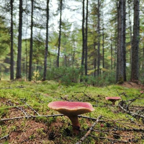 Photo #13267073