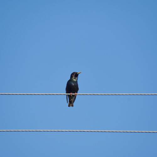 Photo #13267289