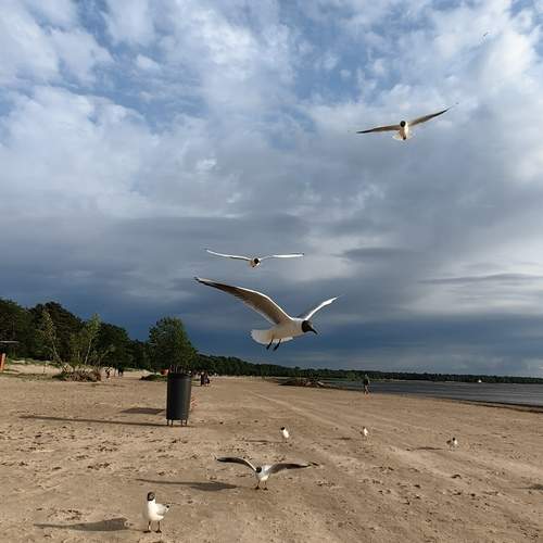 Photo #13267779