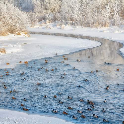 Photo #13268270