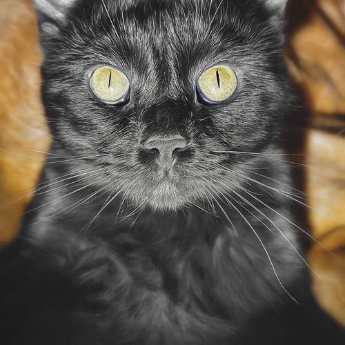 Photo #13268414