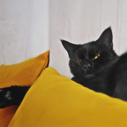 Photo #13268416