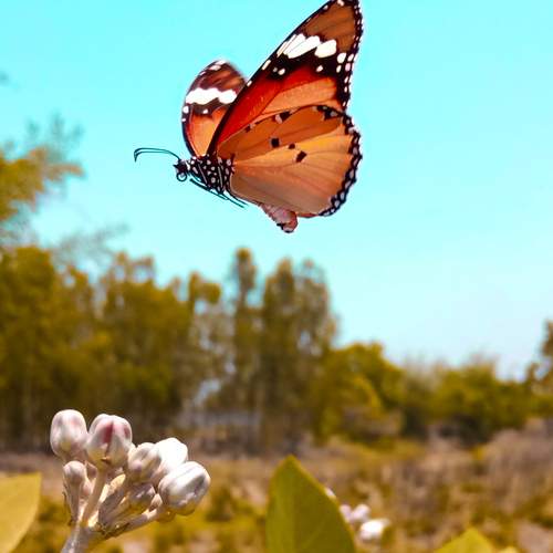 Photo #13268508