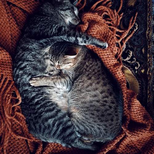 Photo #13268578