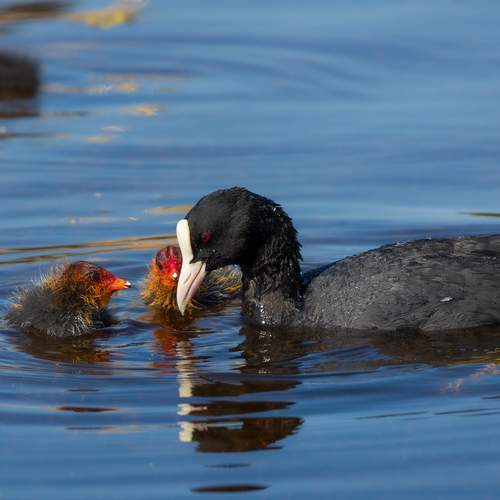Photo #13268889