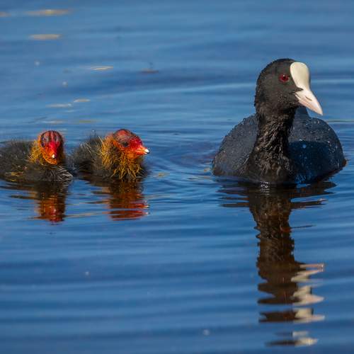 Photo #13268890