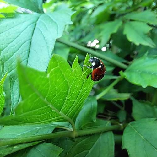 Photo #13269104