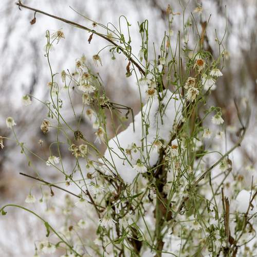 Photo #13269161