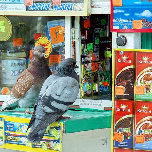 Photo #13269700