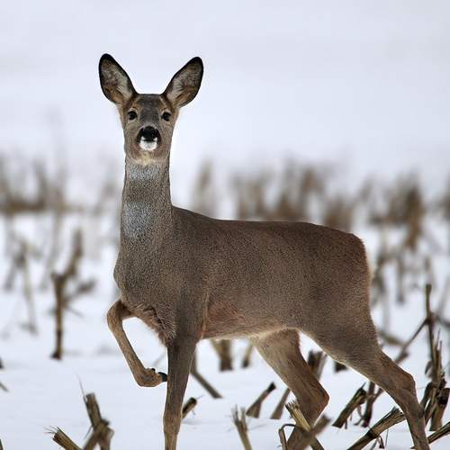 Честь имею.