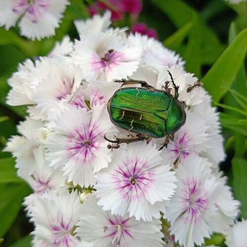 Cetonia aurata и муравей
