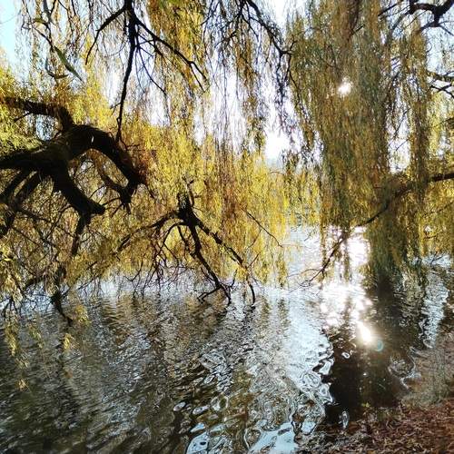 Photo #13270658
