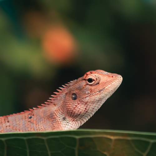 Photo #13271045