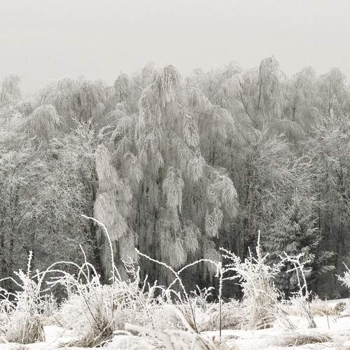 Photo #13271063