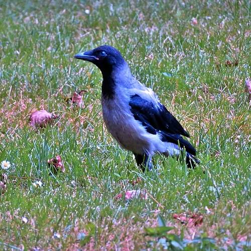 Photo #13271255