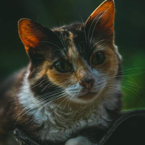 Unspoken - Layka