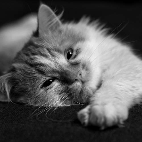 Photo #13271691