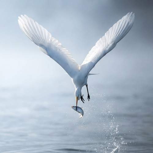 This is my prey!