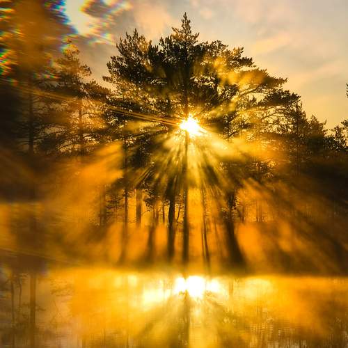 Солнце на болотах