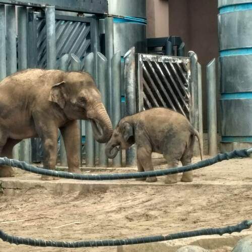 Photo #13273098