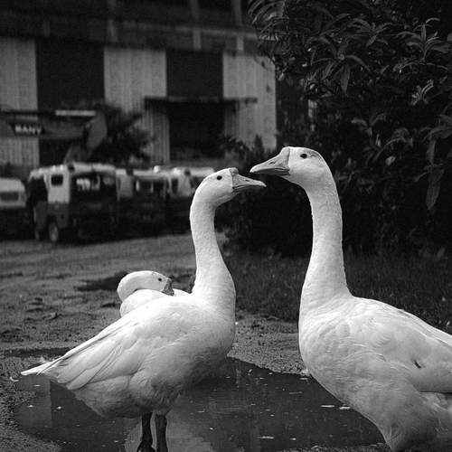 Photo #13273629