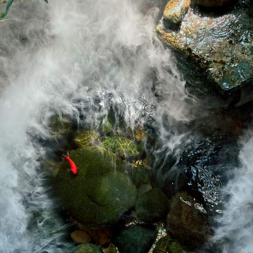 Photo #13273710