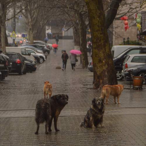 Photo #13273988