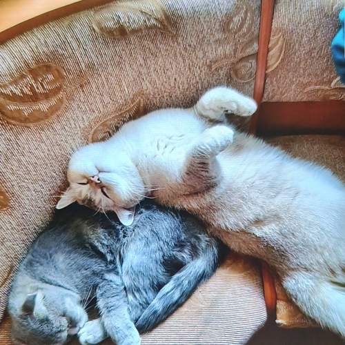 Photo #13274232