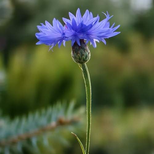 Photo #13274292