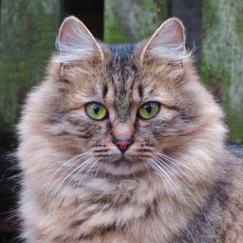 Кошачий портрет