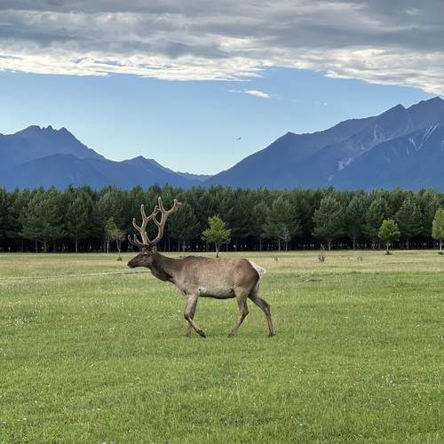 Photo #13274734