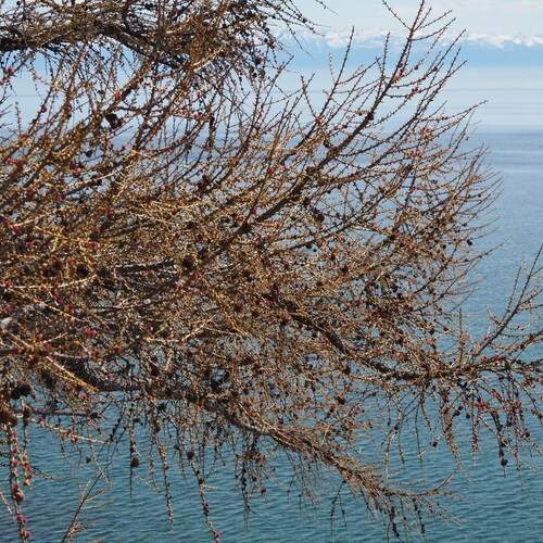 Baikal is the deepest lake on the planet