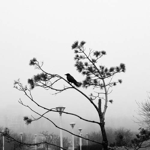 Photo #13276154