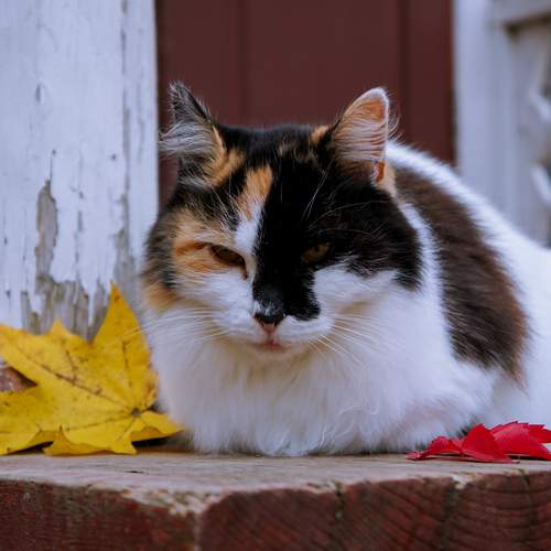 Photo #13276212