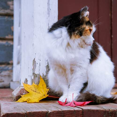 Photo #13276216