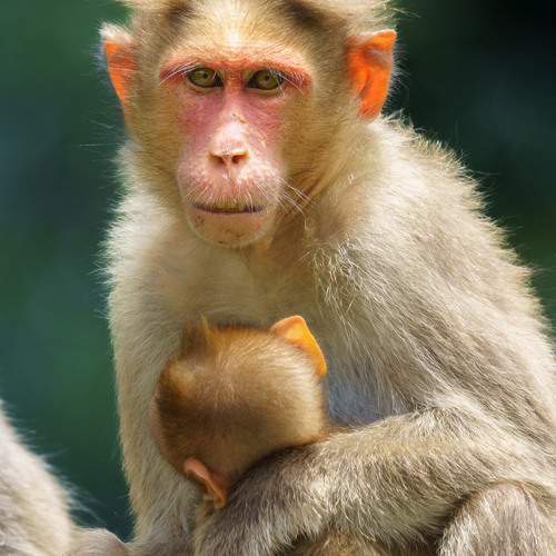 The Weight of Protection