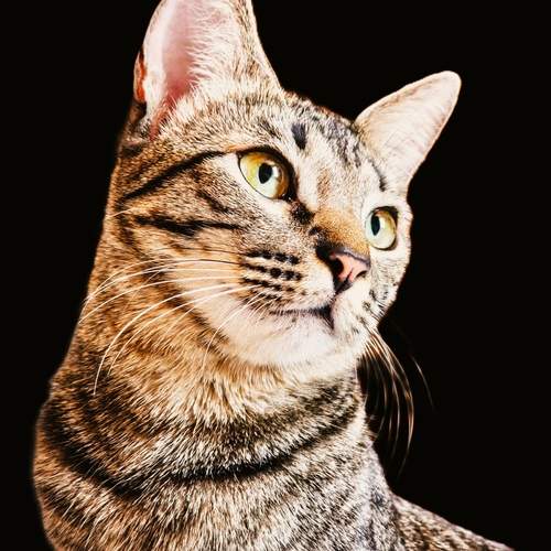 Photo #13276387