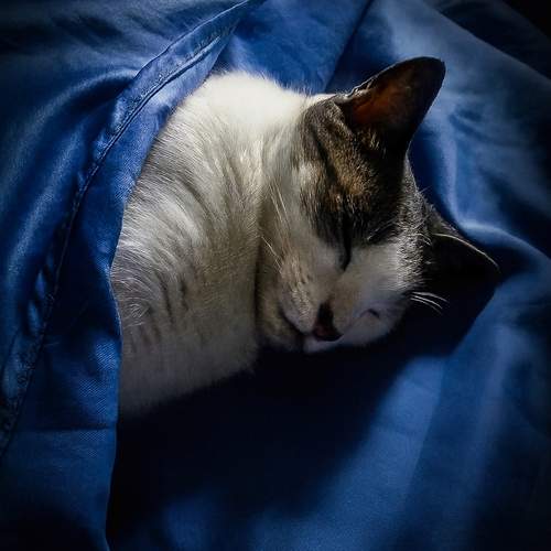 Photo #13276440