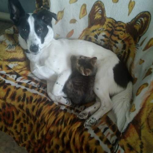 Photo #13277259