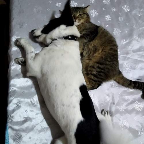 Photo #13277277