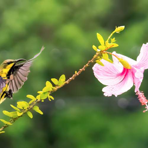 Flight