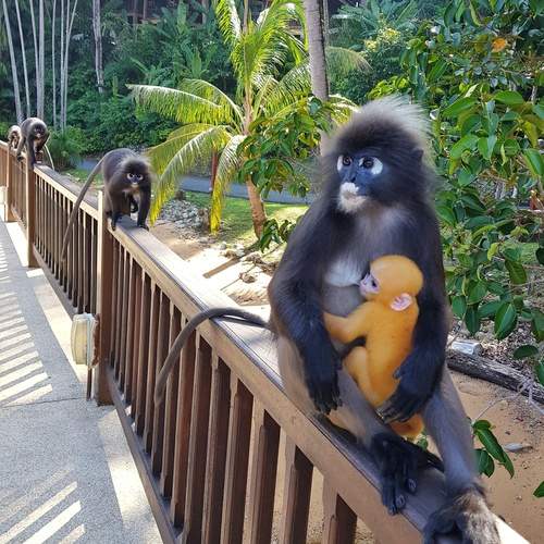 Photo #13277932